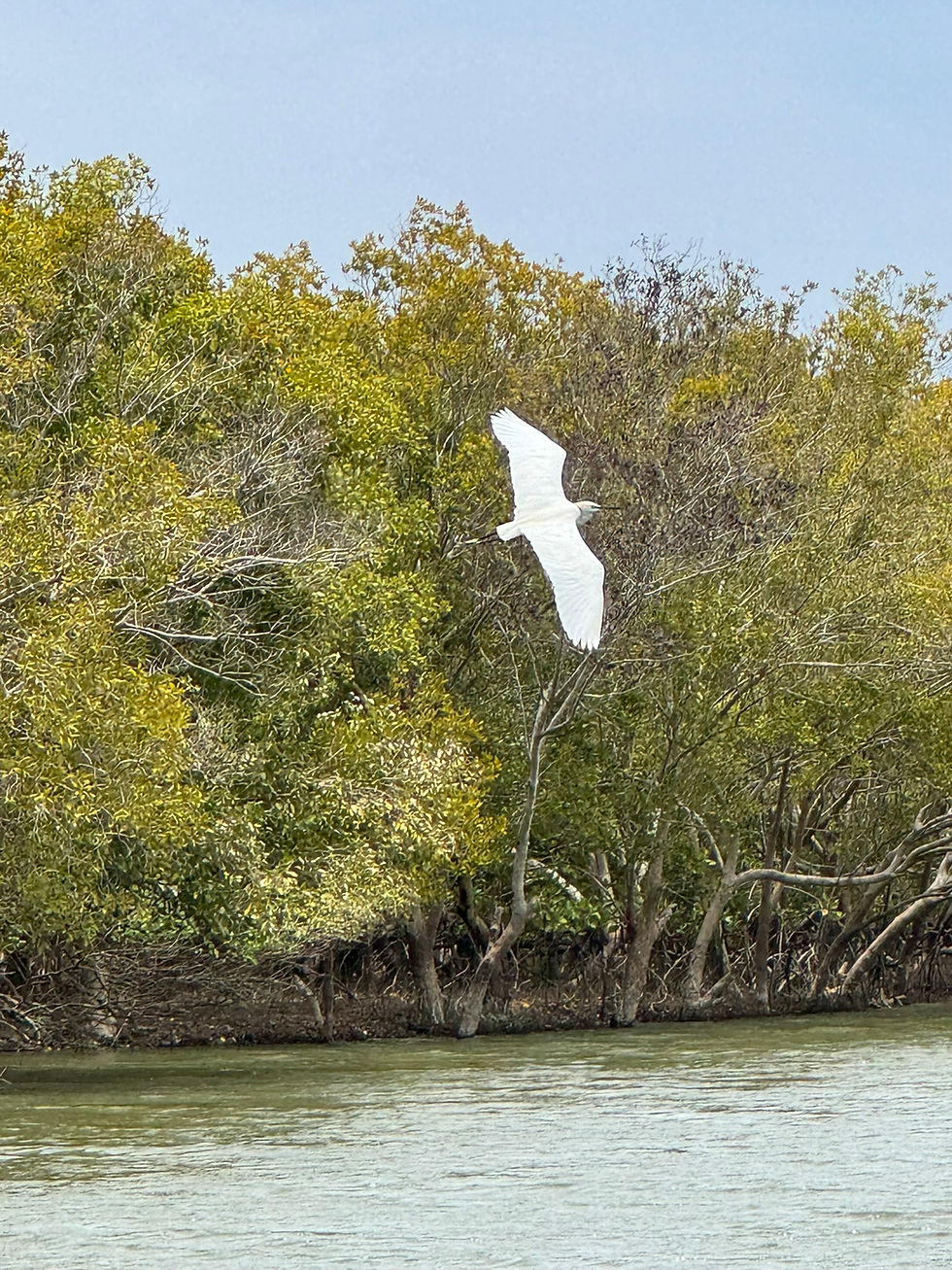 Matin sur la mangrove