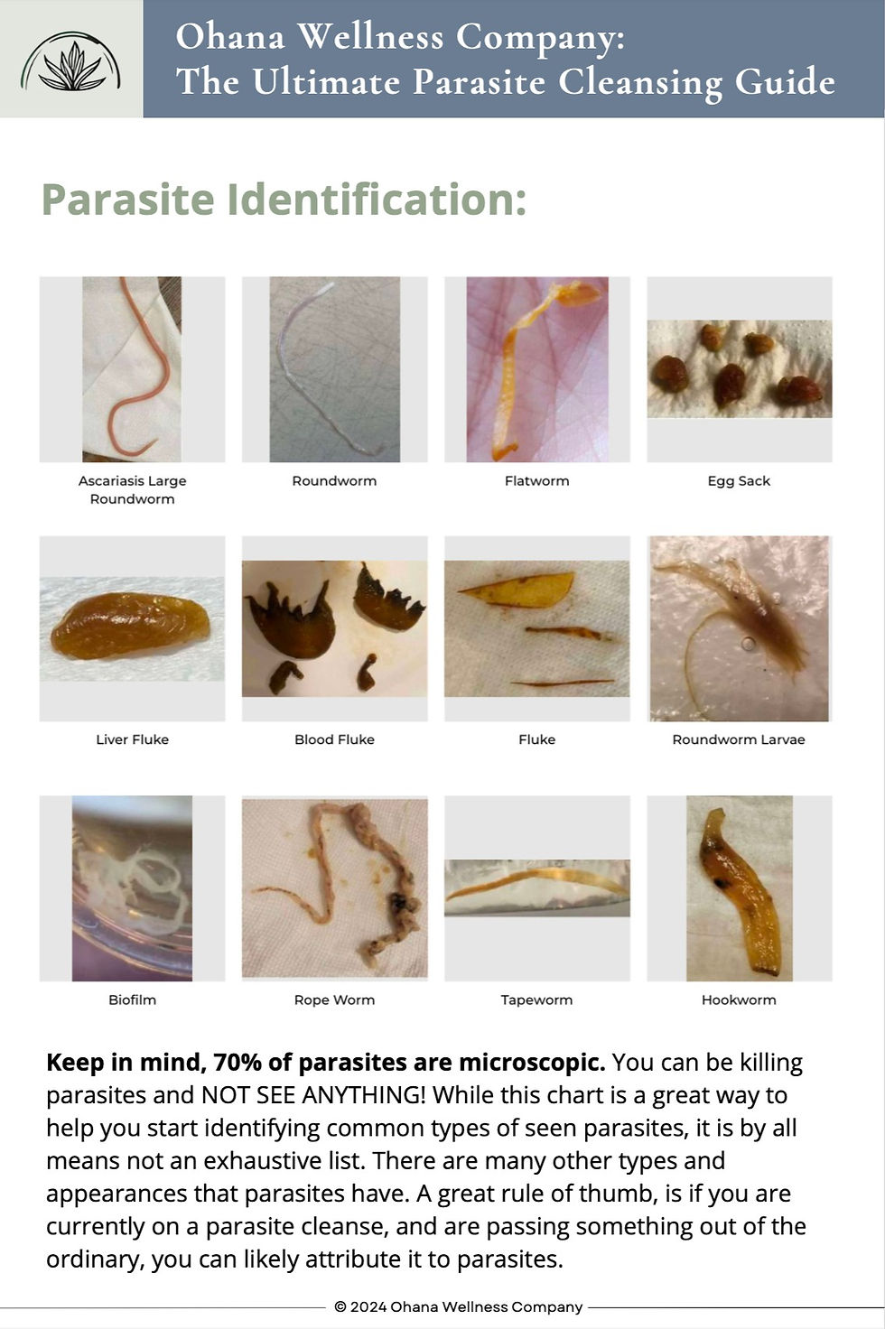 parasite identification
