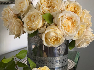 Etoile de Lyon in Vase, Perth Heritage Roses