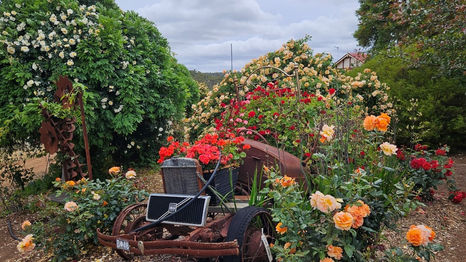 Delighting in Southern Roses!
