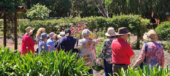 Garden Visit to Pinjarra Heritage Rose Gardens
