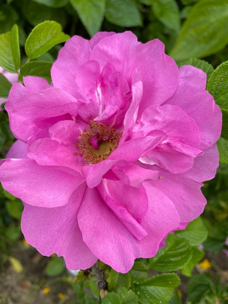 Rugosa Roses - The Ideal Roses for a Hot & Drying Climate