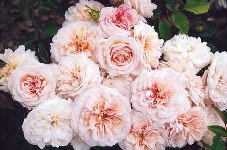 Types of Roses & Gardens you Grow