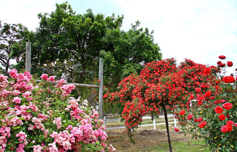 Precious Hearts, Standard.jpg