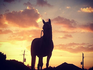 Sunset horse