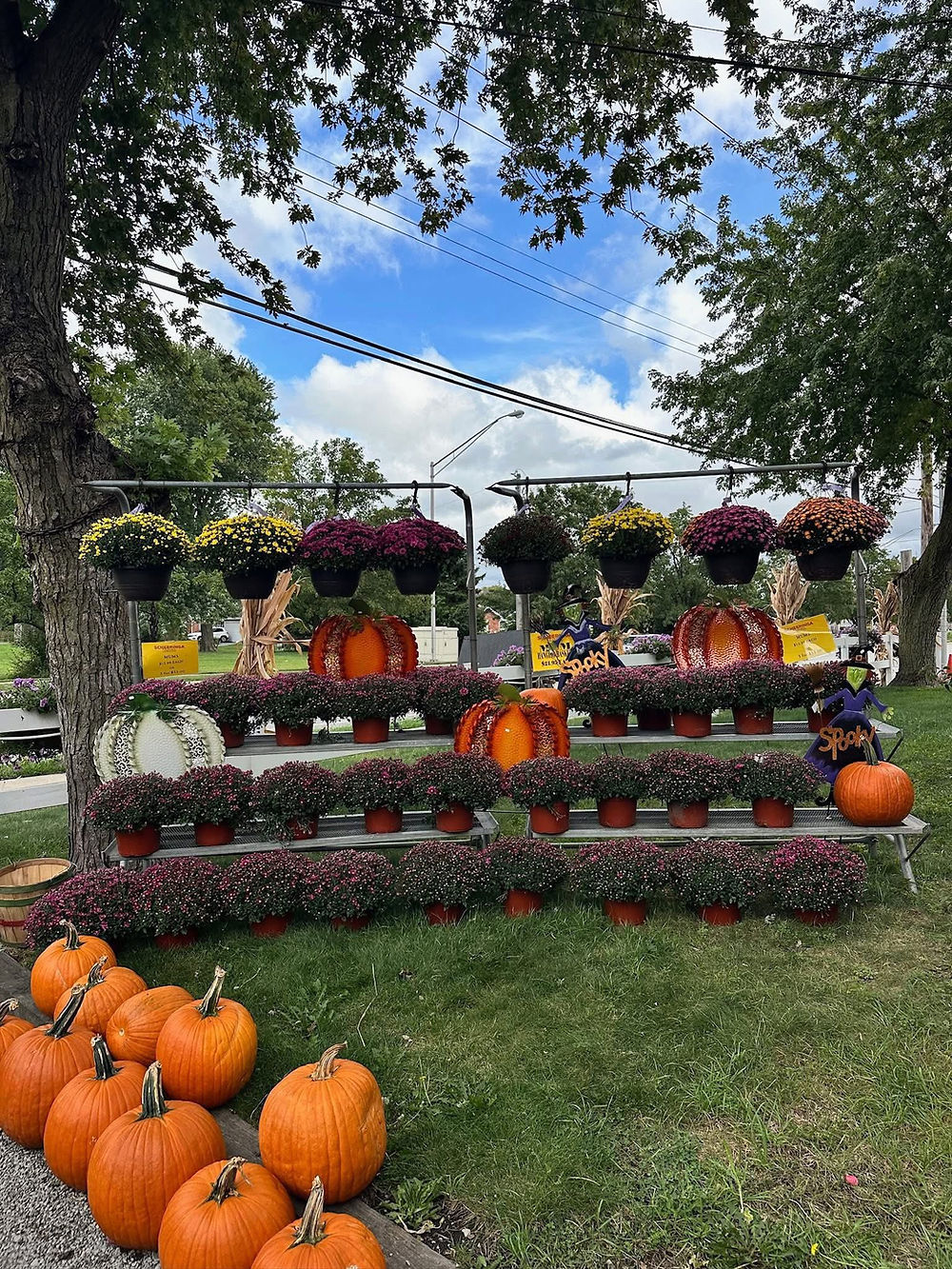 Mums for sale near me