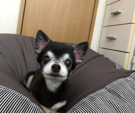 みんなのアイドル