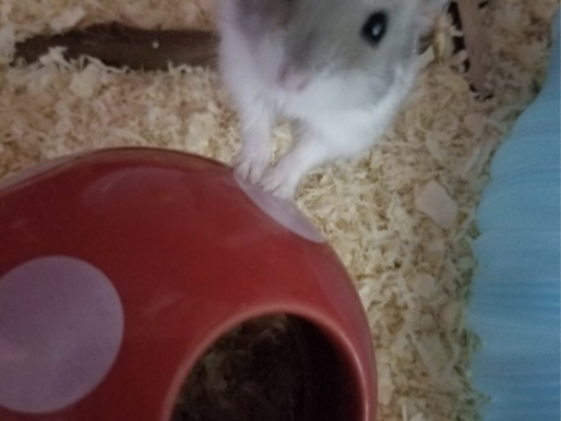 かわいいラッキー♡