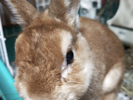 保護兎(ネザーランドドワーフ)