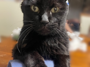 マイケルありがとう