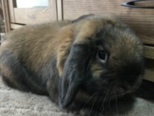 家族になってくれて有難う