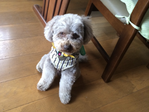 海ちゃんいままでありがとう!!