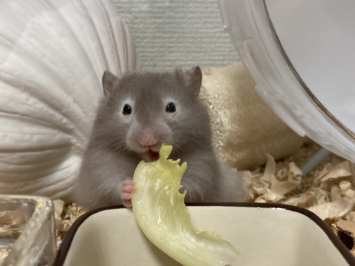 大好きなうにへ