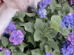 もなかちゃん14年間お疲れ様。