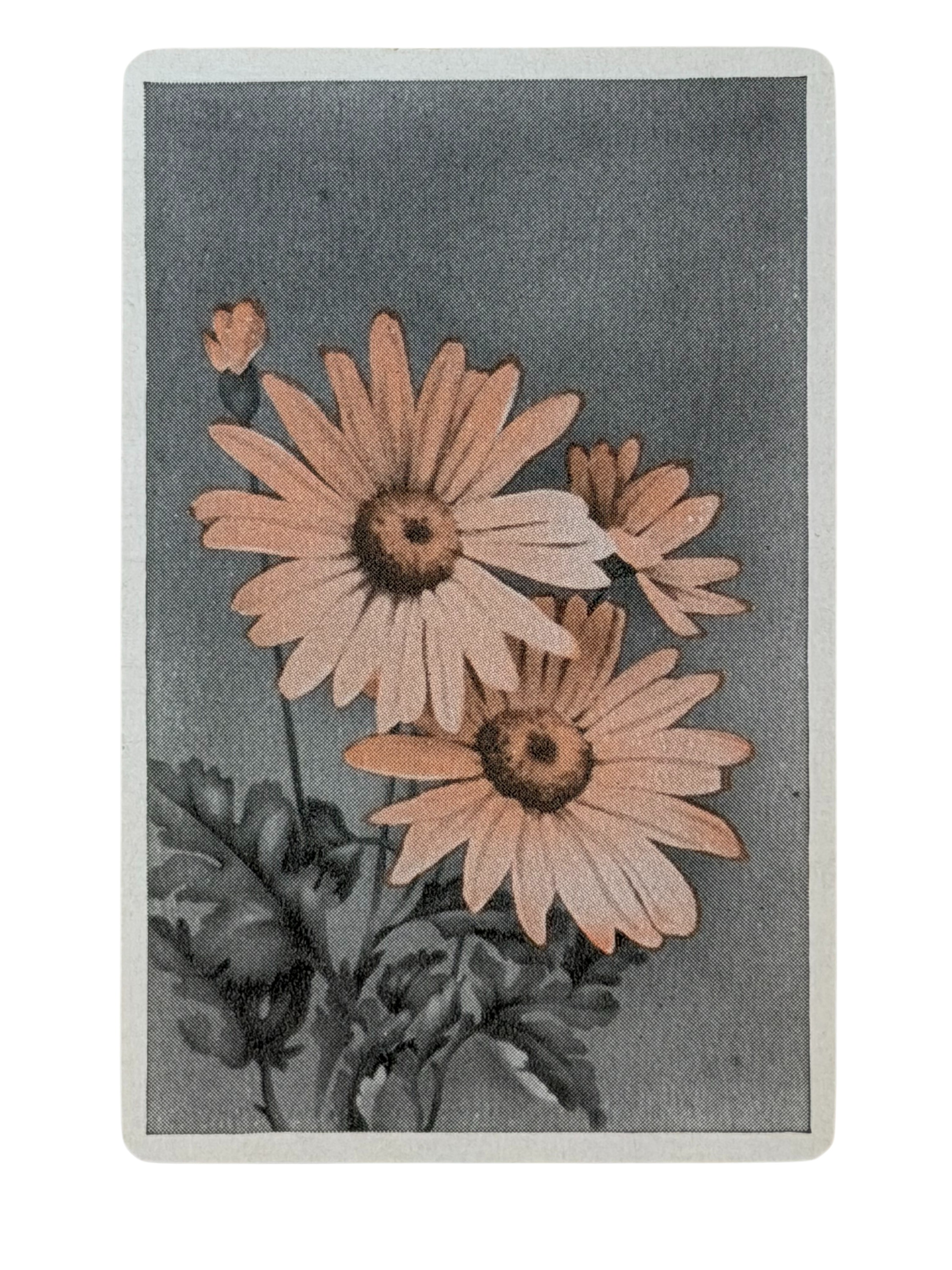 Pink Daisy on Grey Single Playing Card