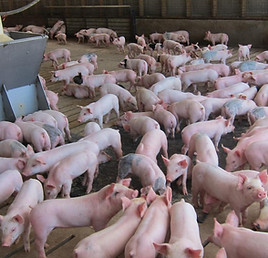 NHF-young-pigs-NPB_0.jpg