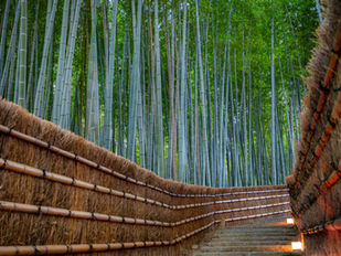 Adashino Nenbutsuji Temple, Kyoto