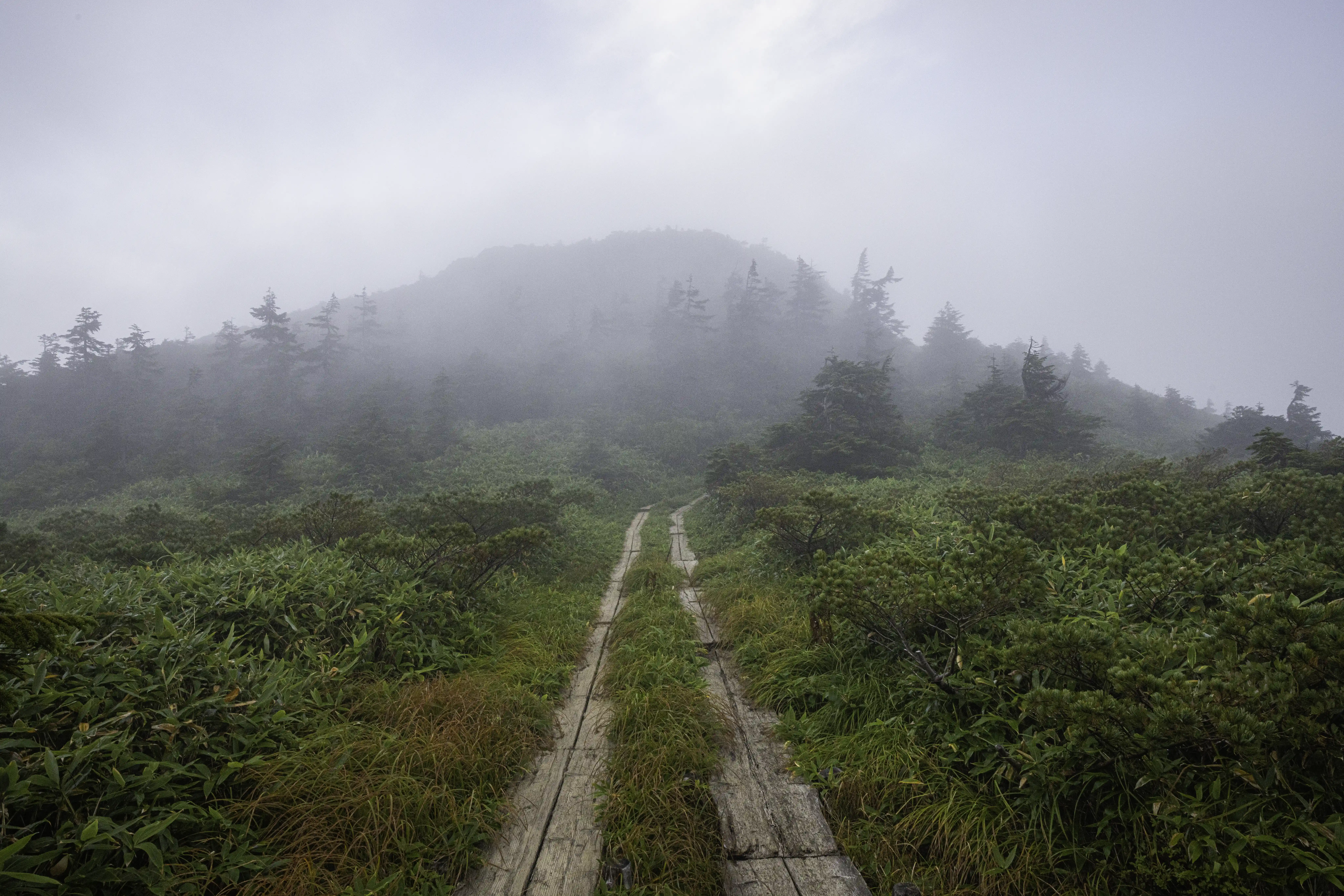 oze fog.webp