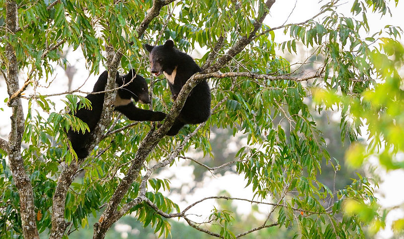 bears in japan.jpg