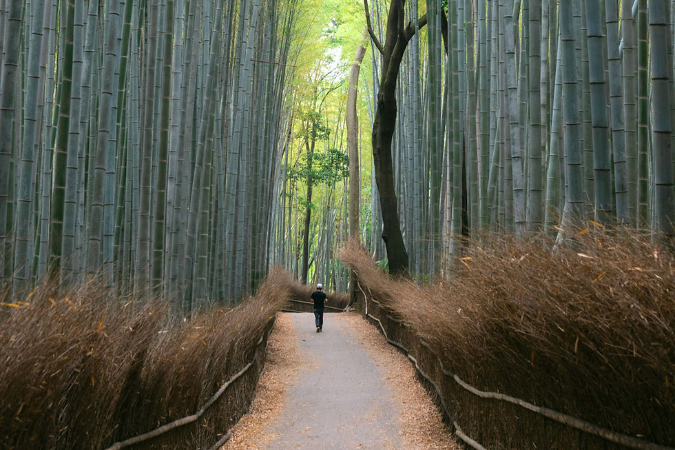 bamboo forest Arashiyama