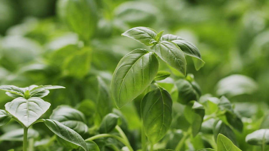 Basil close up.jpeg