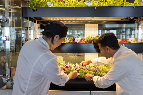 Harvest from wall 5.jpg