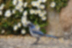 Scrub Jay in garden in Monterey, California.jpg