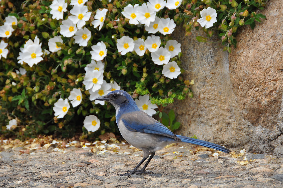 Scrub Jay in garden in Monterey, California.jpg