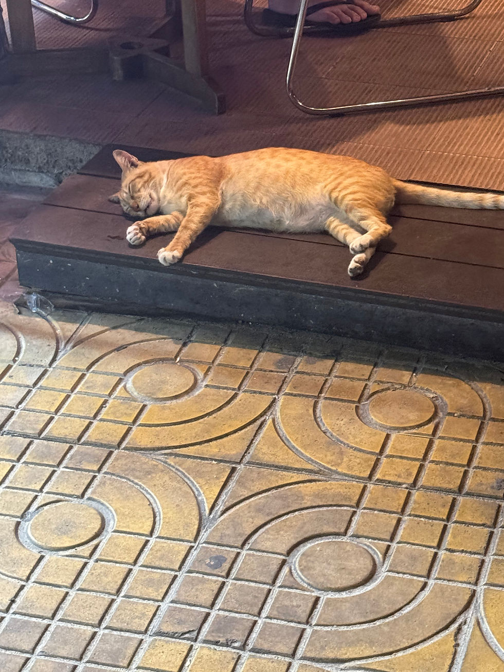 die entspanntesten Katzen, die ich je sah