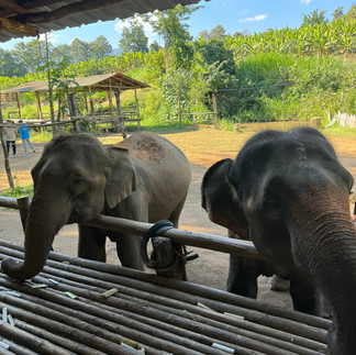 füttern der Elefanten