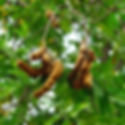 Tamarinde