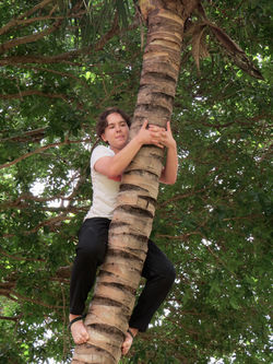 SL-coconut tree2