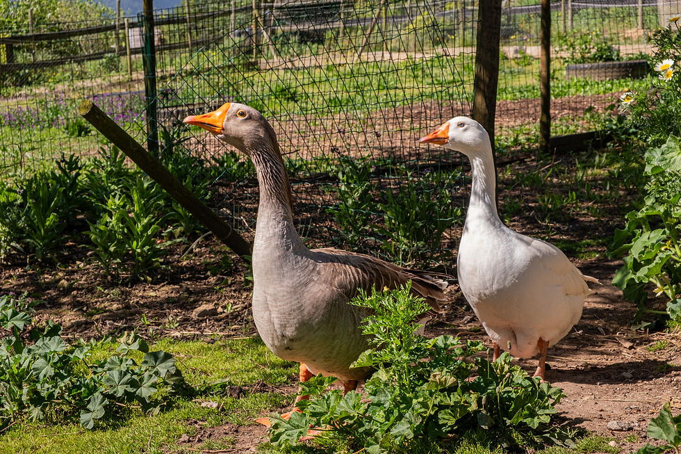 Gänse