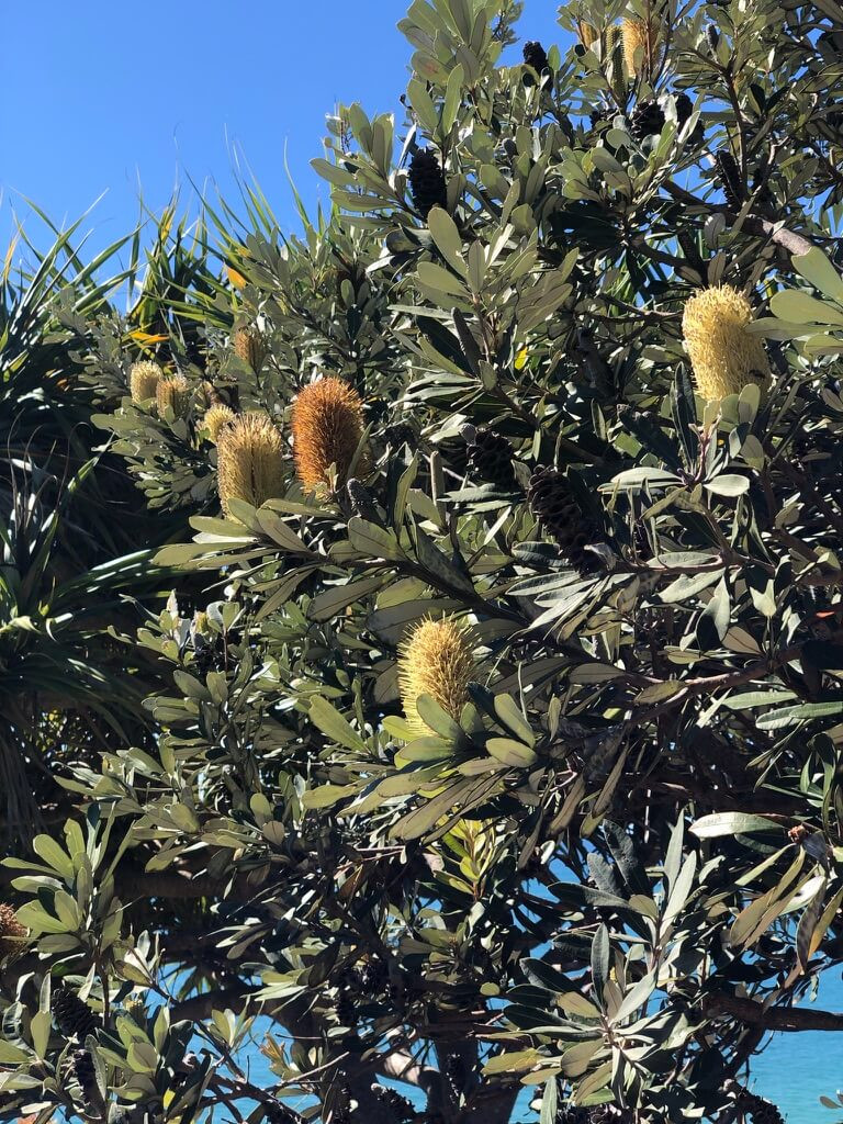 Bergamot and Banksia soy candle remind me of this Banksia bush while out walking in Noosa