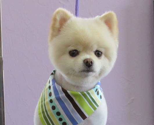 Wash Your Paws Pet Grooming