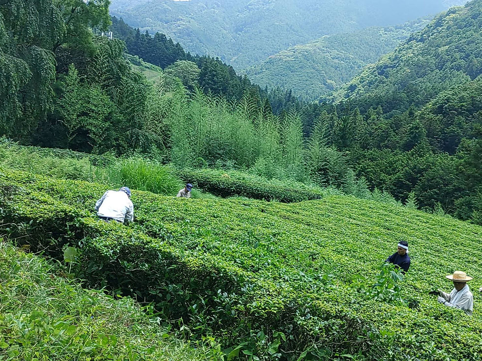 猛暑の中、茶畑と山の畑の草取り作業