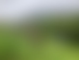 雨天の中 山の果樹園の草刈りです