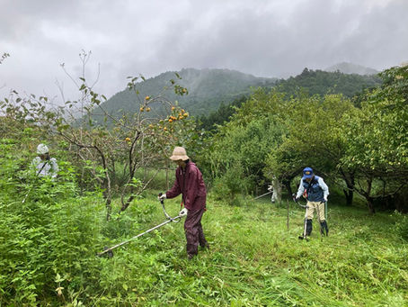 雨天の中 山の果樹園の草刈りです