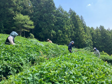 地域支援活動 猛暑の下で茶畑の草取り