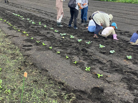 秋冬野菜の苗の植付や種まき