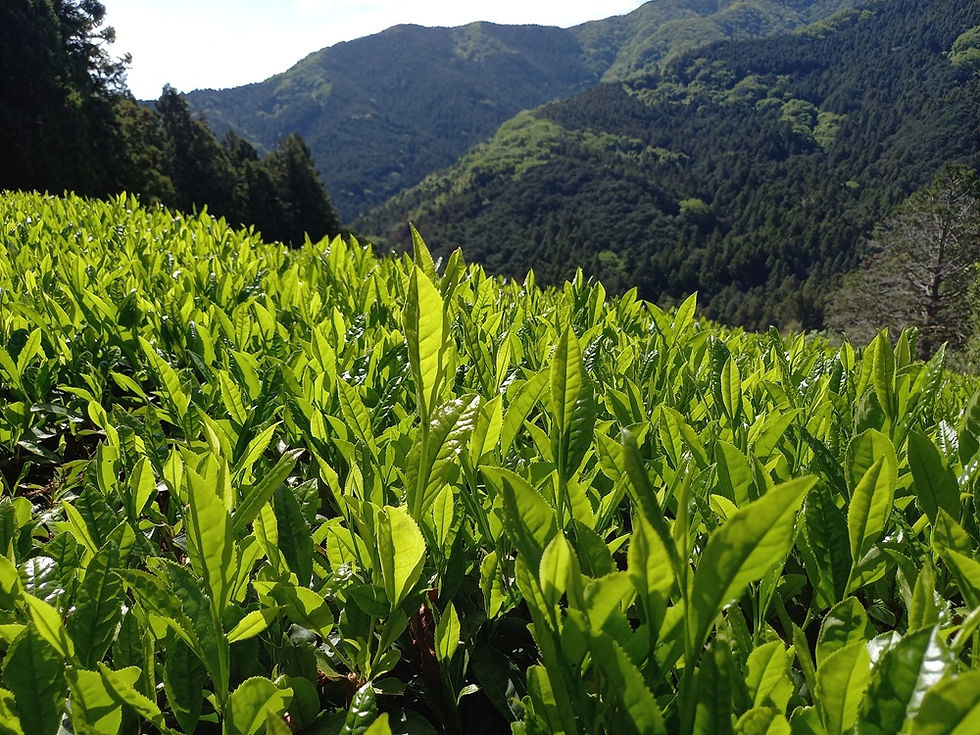 山の茶畑で無農薬栽培茶が育ちました