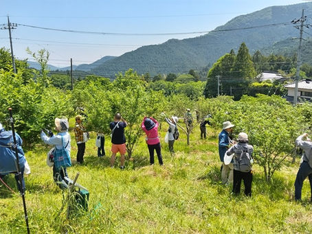 ときがわ山椒 支援活動