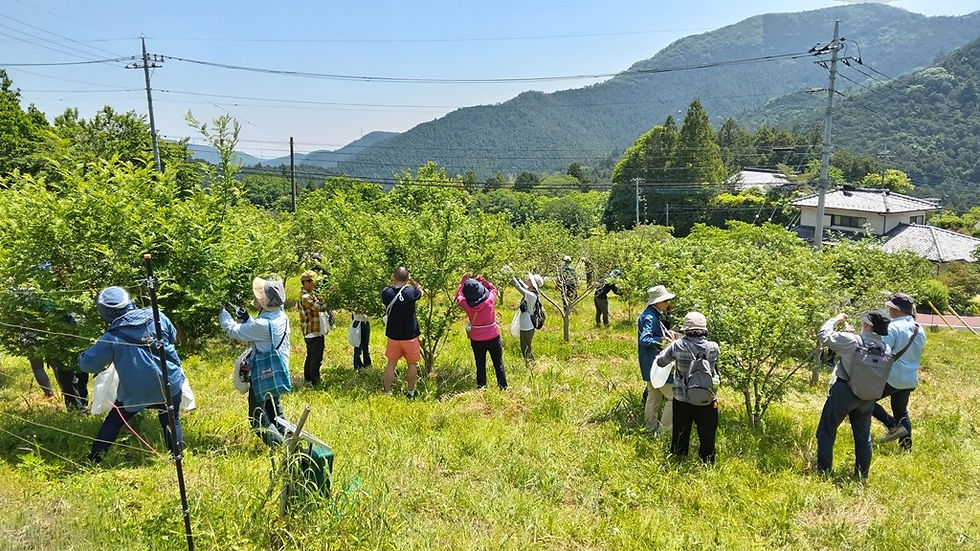 ときがわ山椒　支援活動