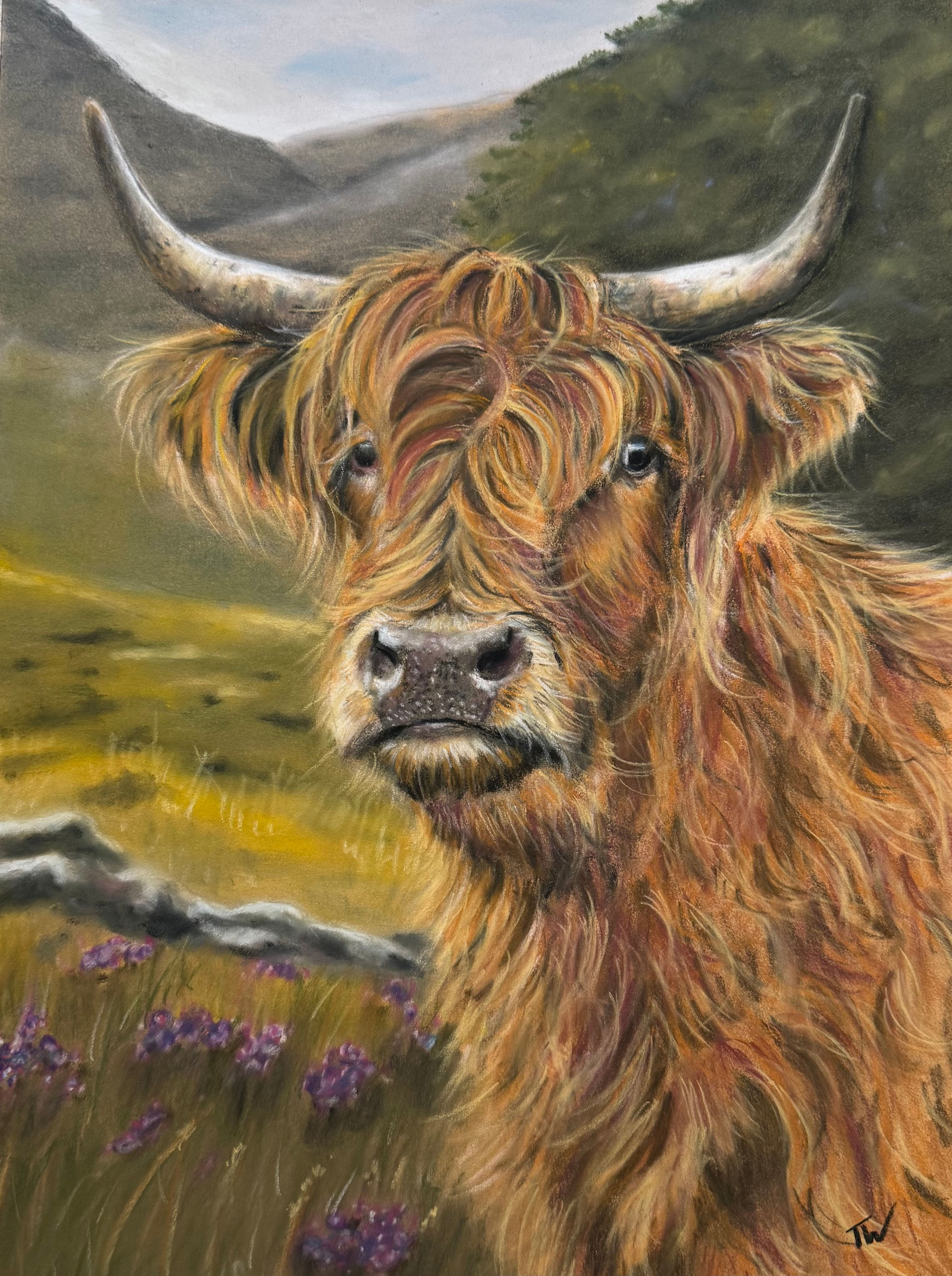 ‘Highland cow’ original pastel artwork 