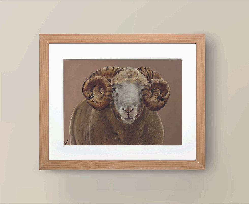 'Dorset Horn' A4 Limited Edition Giclee Print