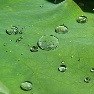 lotus-effect-1452676_1920.jpg