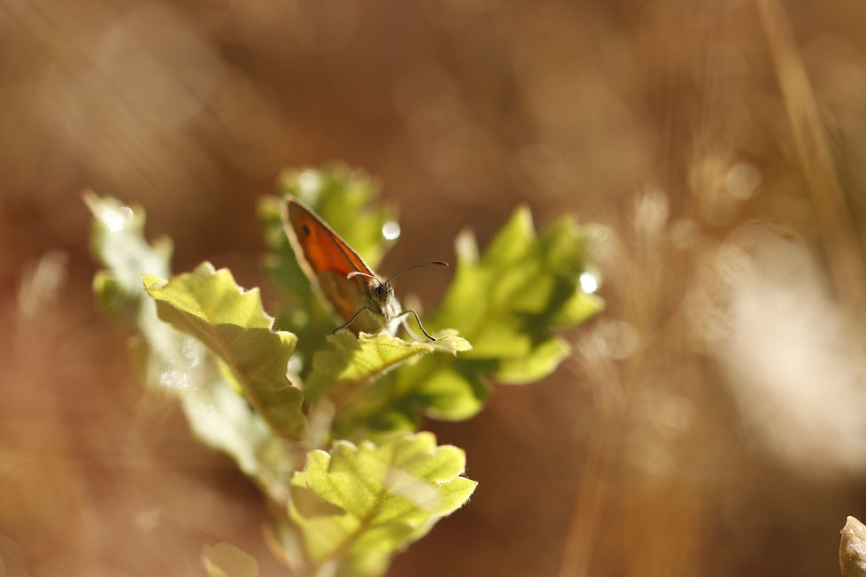 _MG_9953.jpg