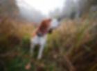 faehrtenarbeit-hunde-760x560.jpg