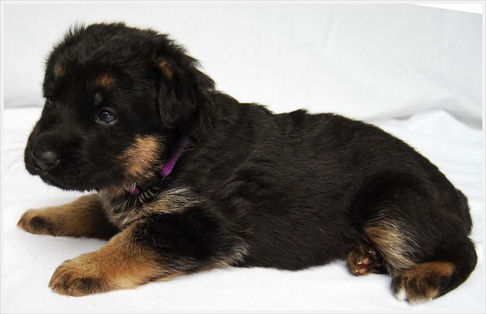 Purple Girl 21 days old 2.jpg