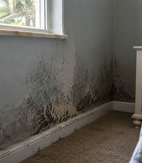 Mold remediation in Palm Bay FL with containment, cleanup, drying, and restoration for homes, businesses, condos, and propert